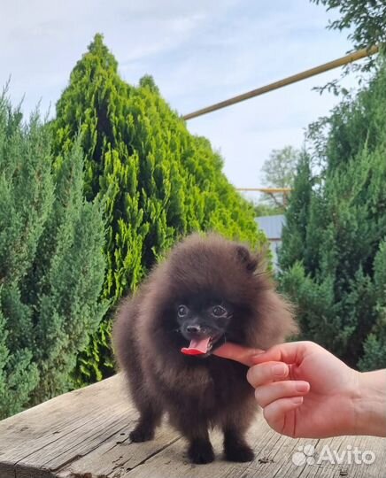 Померанский шпиц мини