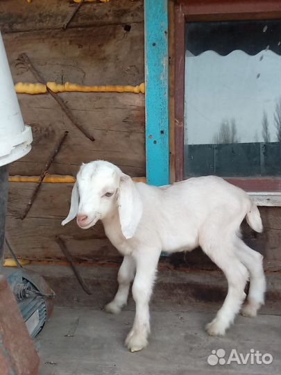 Коза нубийская