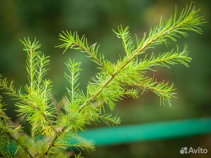 Лиственница Сибирская опт крупномеры хвойные