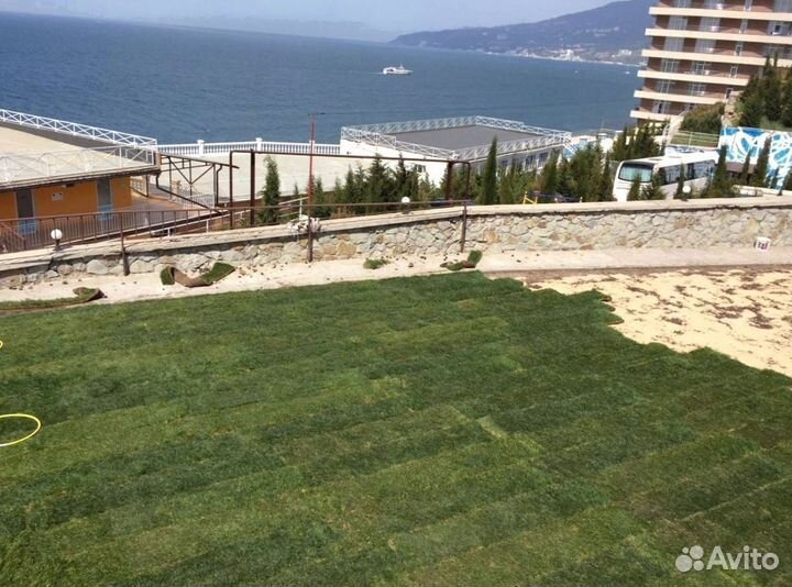 Рулонный газон 