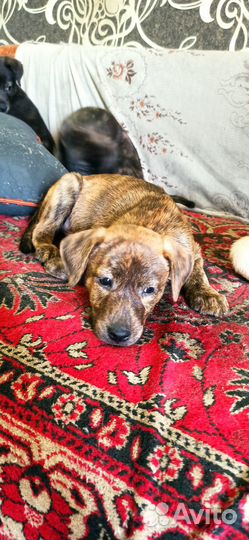 Отдам в добрые руки