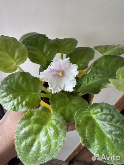 Глоксиния и фиалка