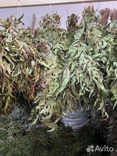 Листья Эвкалипта Абхазия