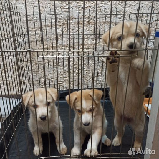 Собаки щенки бесплатно