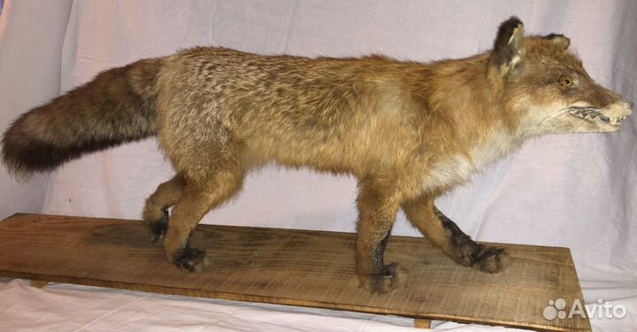 Чучела животных и птиц