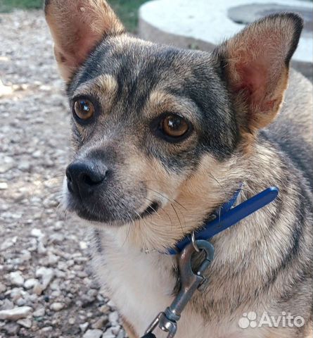 Маленькая собака в добрые руки