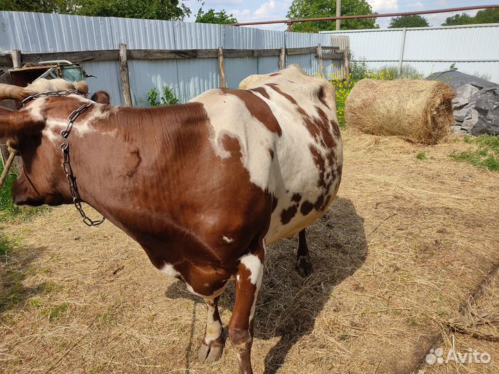 Дойная молочная корова