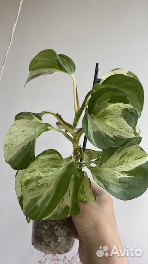Эпипремнум марбл apple / сциндапсус неон