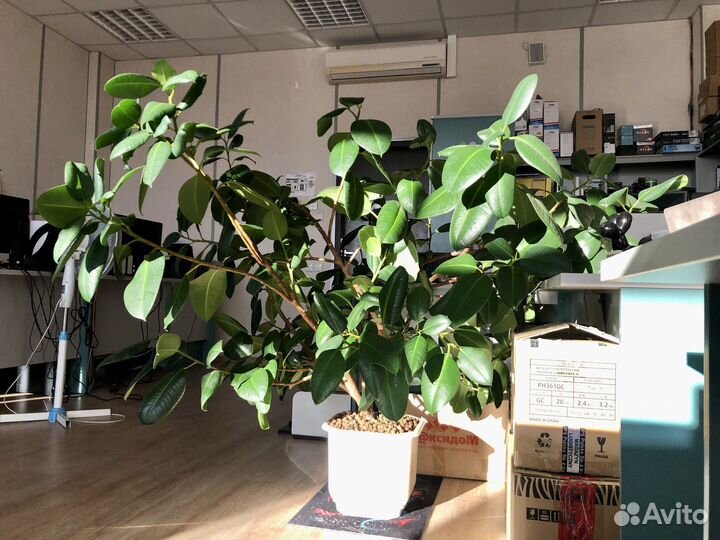 Фикус Робуста огромный