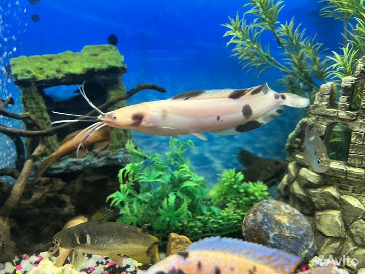 Сом клариус