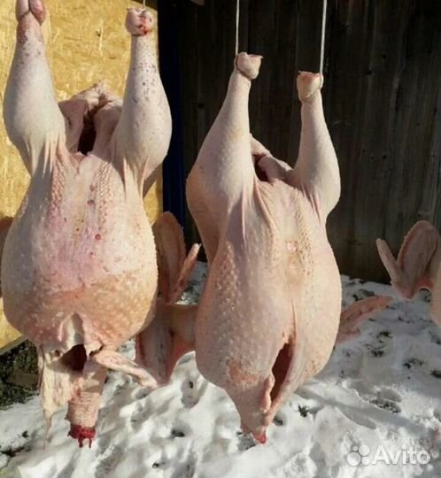 Мясо домашней индейки