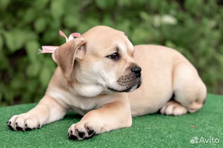 Щенки кадебо