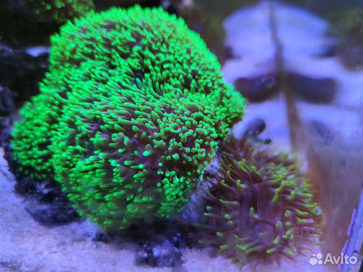 Морской аквариум 100 литров