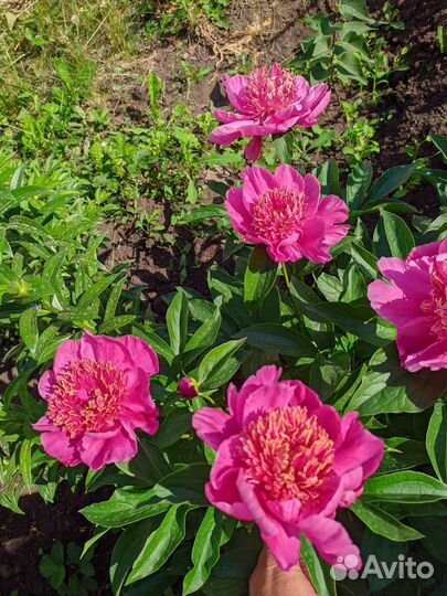 Набор из 3х сортов пионов