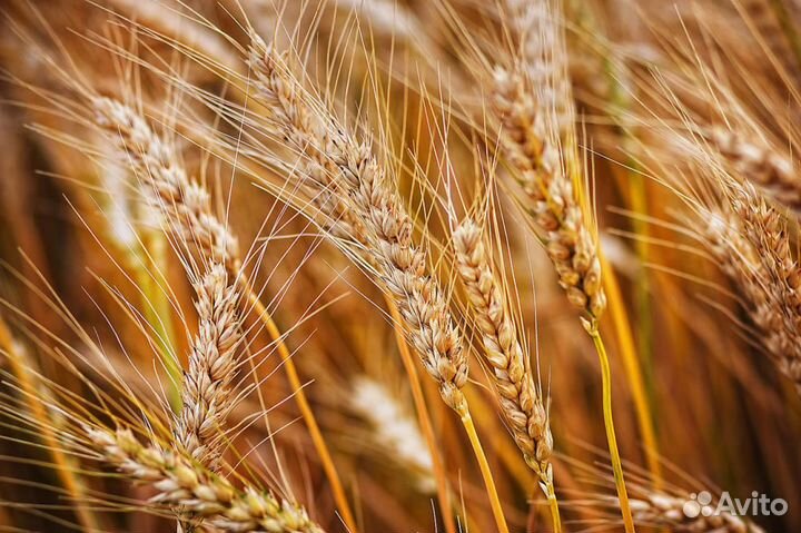 Кукуруза, пшеница, ячмень