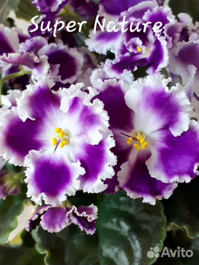 Сортовые фиалки