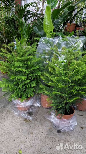 Араукария Ёлочка - Araucaria D-19 H100