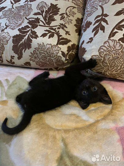 Кошка в дар