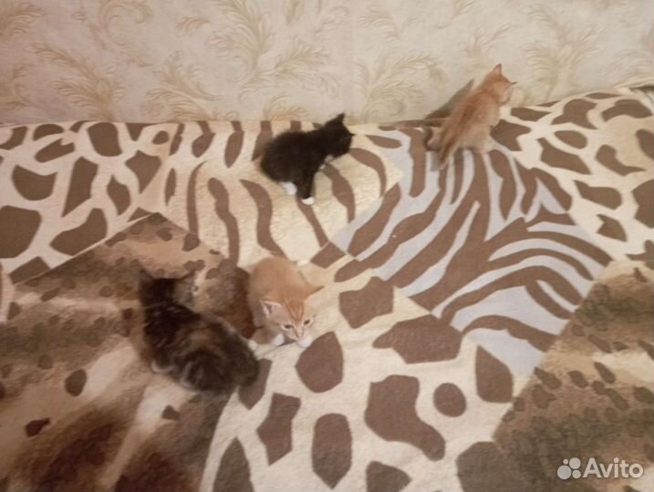 Кошка в дар бесплатно