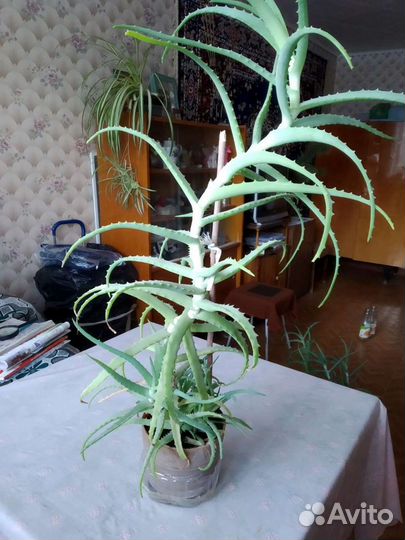 Алоэ лечебный