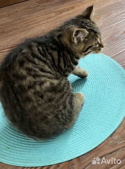 Котенок Фернандо