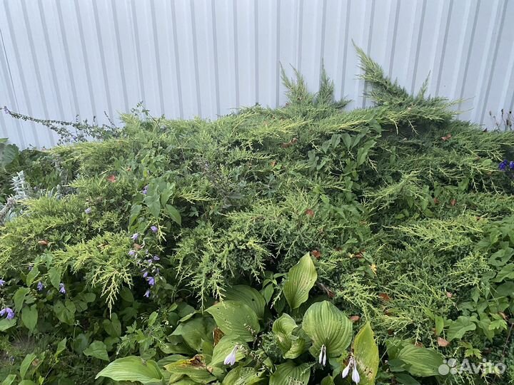 Можжевельник большой куст