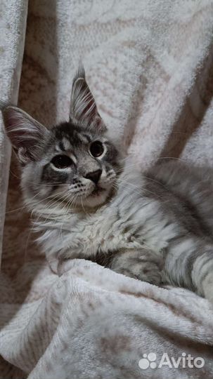 Котята мейн-кун с документами