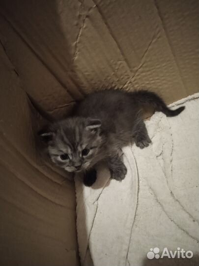 Вислоухие котята
