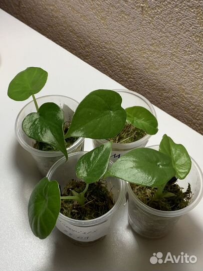 Алоказия детки