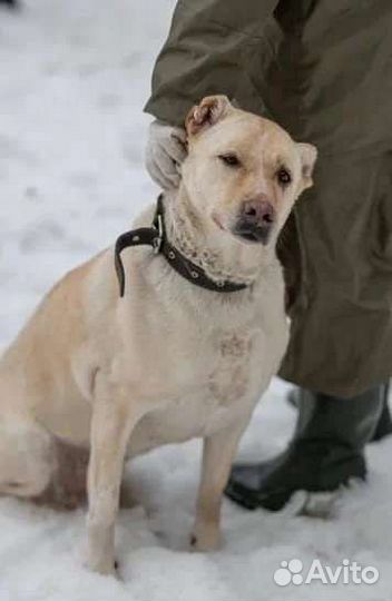 Гретта - мечтает о доме и любимом человеке