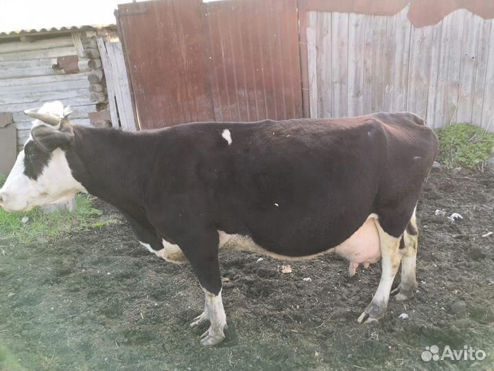 Коровы дойные молочные