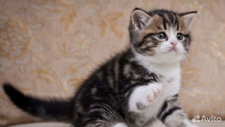 Котята