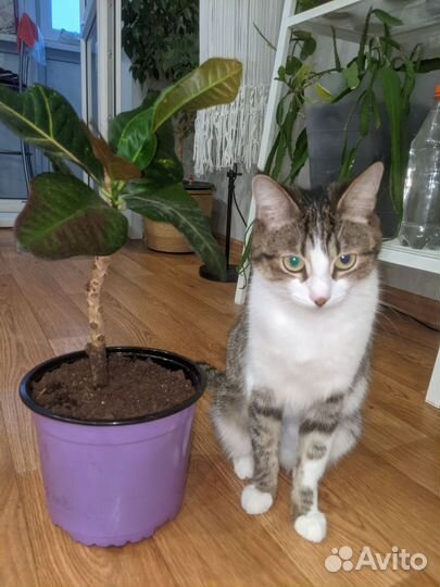 Домашние цветы