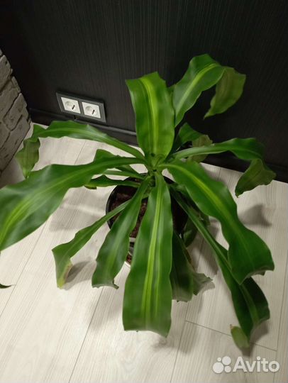 Монстеры, Драцена