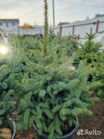 Ель пышная Глаука саженцы