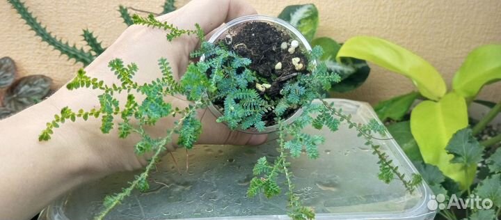 Бегония Julau,Селангинелла