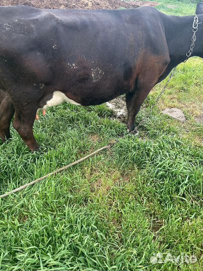 Дойная корова