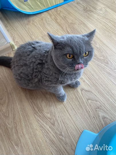 Британская кошка