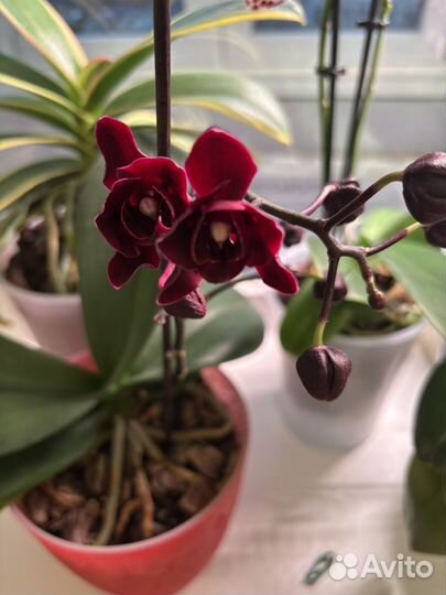 Орхидея фаленопсис black angel