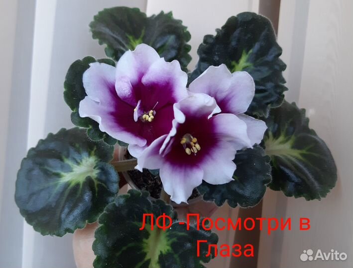 Сортовые фиалки