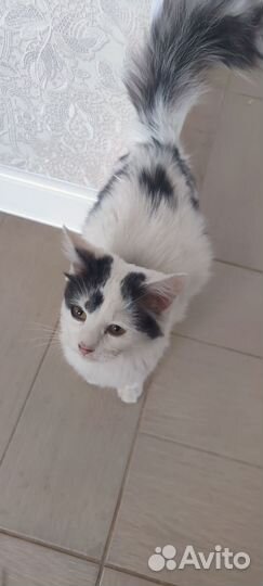 Отдам кошку