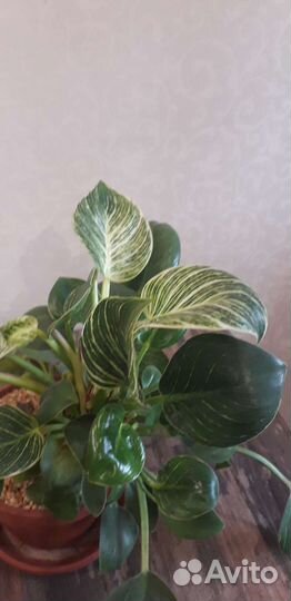 Филодендрон биркин