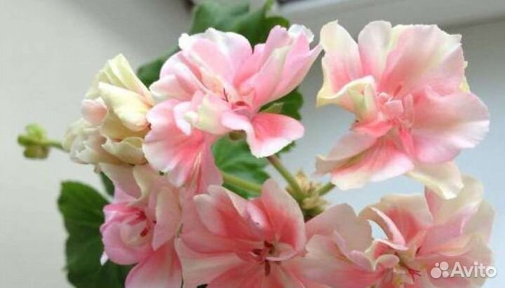 Anna Jeanette Ludwigsburger flair