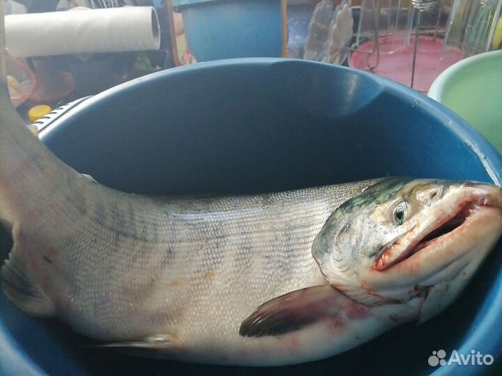 Свежая рыба