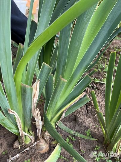 Ирисы бородатые желтые многолетнее растение