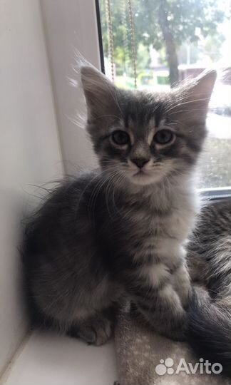 Кошка в дар бесплатно