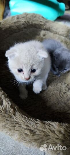 Шотландские котята