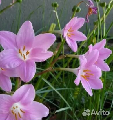 Зефирантес розовый и белый