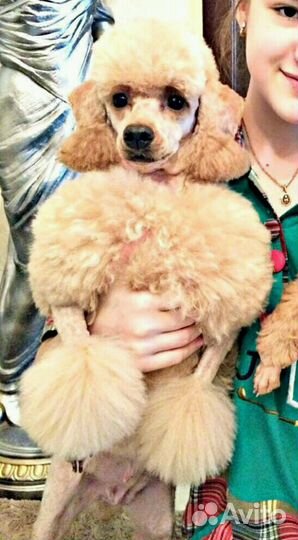 Приглашаем на вязку