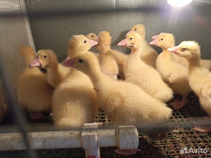 Куры, бройлер,индюки,гуси,утки,петухи и т.д